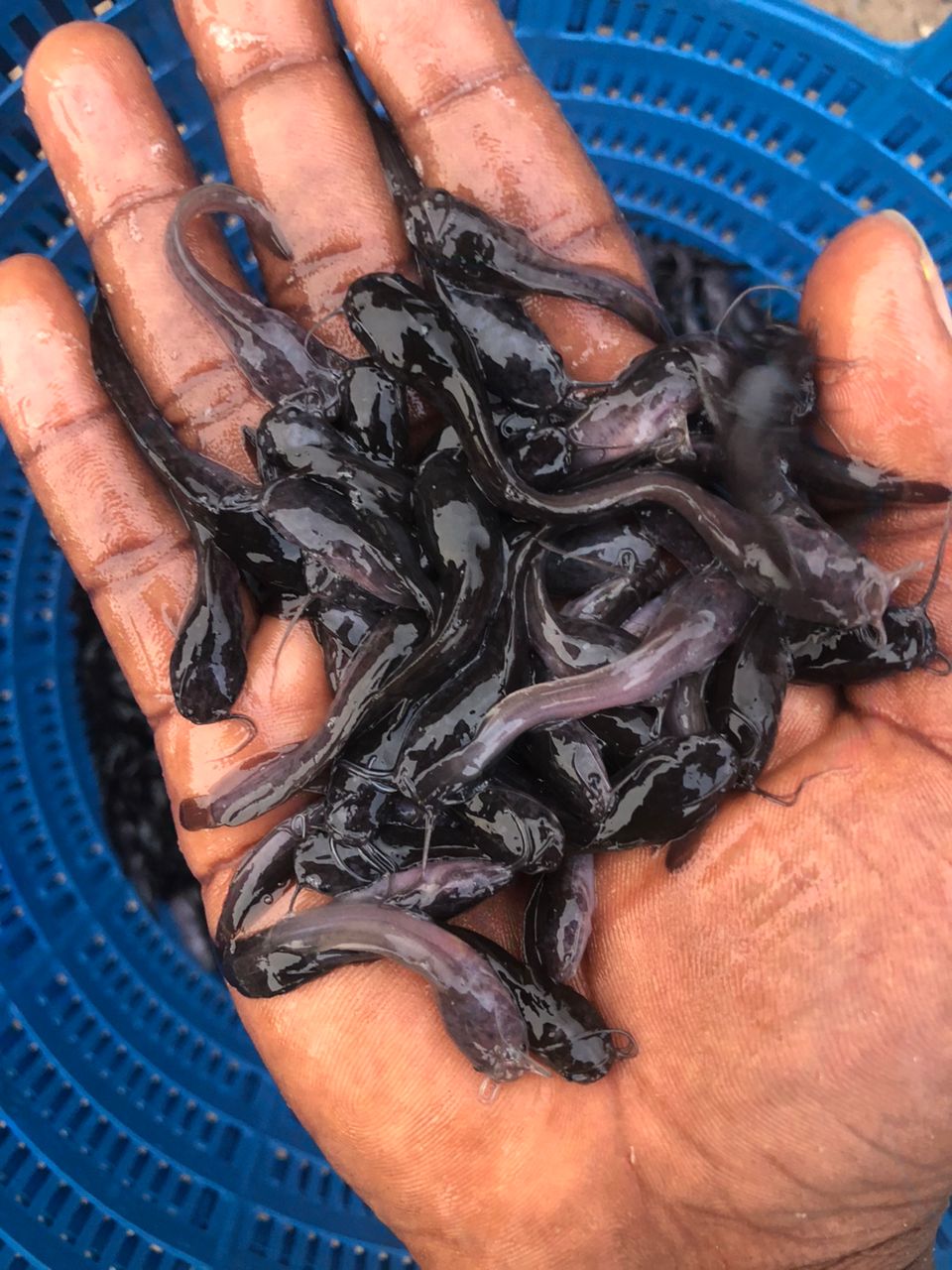Fish pond farming
