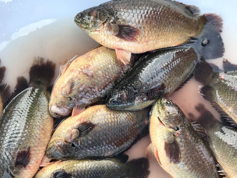 Fish farm pond